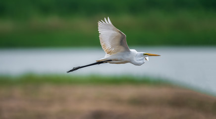 Great Egret (Formal Name: Ardea alba)