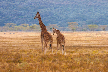 Kenya. Africa. Two giraffes in a national Park in Kenya. An adult giraffe and a baby giraffe. Two animals on a background of mountains and trees. Fauna of the African savanna. Travel to Africa.