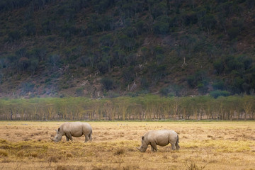 Obraz premium Kenya. Africa. Nakuru national Park. Rhinoceroses. Two rhinos on a background of mountains and trees. Rhinos eat grass. Animals in Nakuru Park. Fauna Of Kenya. Travel to Africa. Wildlife.