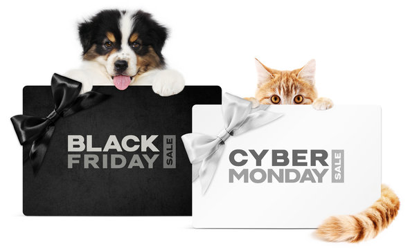 puppy dog and cat pets together showing  black and silver gift card with black friday and cyber monday text isolated on white background blank template and copy space