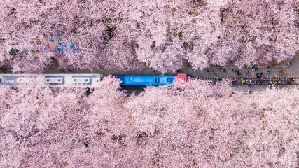Top view at jinhae cherry blossom,Busan City,South Korea.