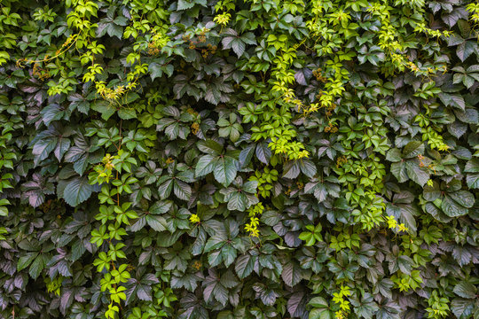 Closeup view of beautiful green plants wall. Horizontal color photography.