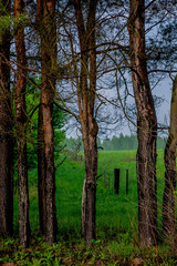 Obraz premium tree trunk