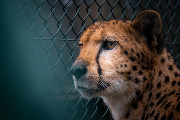 Geparden im Zoo © Markus Eymann