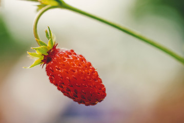 Wild strawberry in the forest with blurry background.