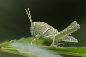 The Green Grasshopper