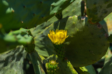 Closeup view of yellow flower of green tropical cactus growing outdoor. Horizontal color photography.