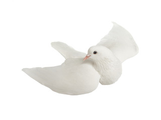 White dove in flight on a white
