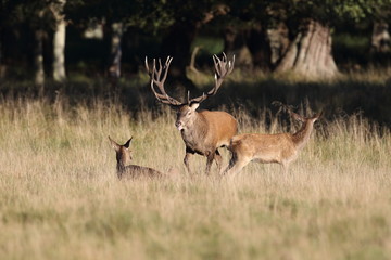 Red deer - Rutting season