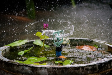 Spinger water, pipe with sprinkler water head .