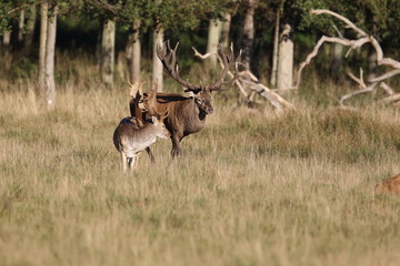 Red deer - Rutting season