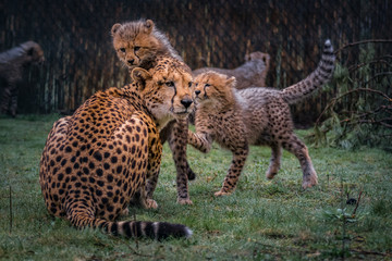 Geparden im Zoo
