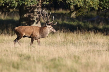 Red deer - Rutting season
