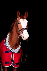 Portrait of beautiful chestnut horse in rug on black background