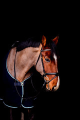 Portrait of beautiful bay horse in rug on black background