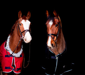 Portrait of two beautiful horses on black background