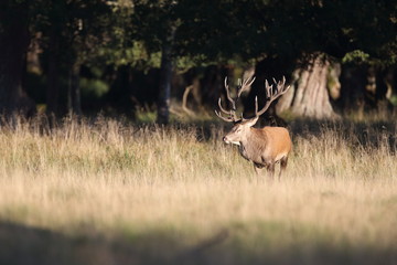 Red deer - Rutting season