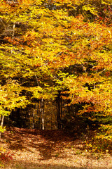 Vermont Mountain Landscape in Autumn