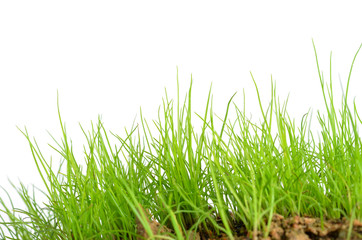Obraz premium Zielona trawa na białym tle