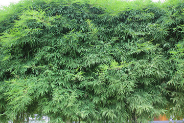 green bamboo leaves is background