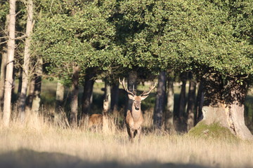 Red deer - Rutting season