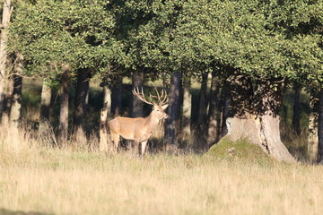 Red deer - Rutting season
