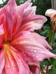 Flower in the Rain 