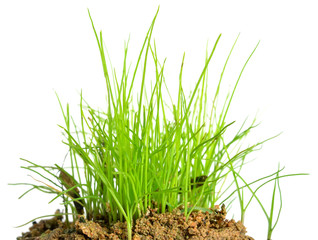 Green grass isolated on white background
