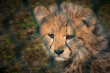 Fototapeta na wymiar Geparden im Zoo