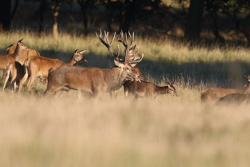 Red deer - Rutting season