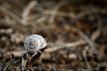 snail shell