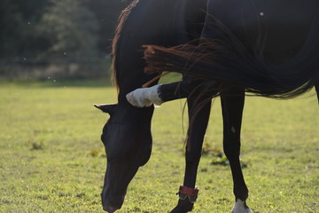 Mücke hinterm Ohr. Schwarzes Pferd kratzt sich mit dem Hinterhuf