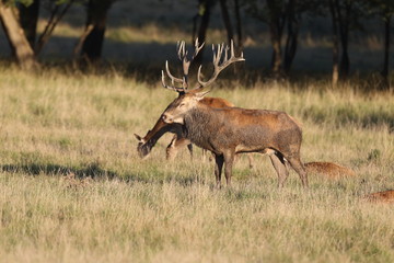 Red deer - Rutting season
