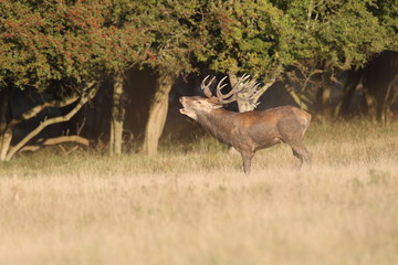 Red deer - Rutting season