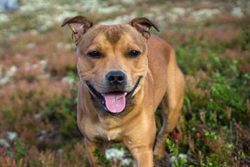 Beautiful and happy staffordhire bull terrier playing outdoors in nature. Happiness and best friend concept.