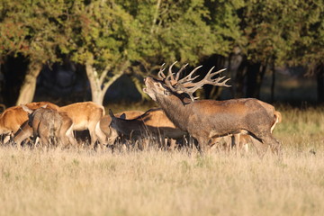 Red deer - Rutting season