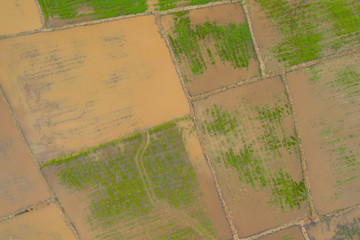 Aerial view of beautiful paddy field surrounding by small town at Penampang, Sabah, Borneo 