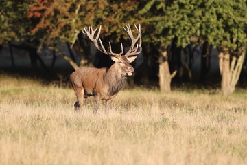 Red deer - Rutting season