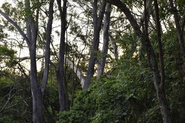 Interior de floresta tropical