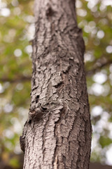 a thin tree trunk shot from the bottom up, with a small area of focus, and a blurred background with leaves