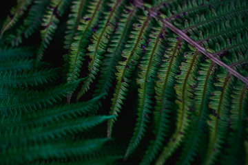 green leaves, abstract flora texture