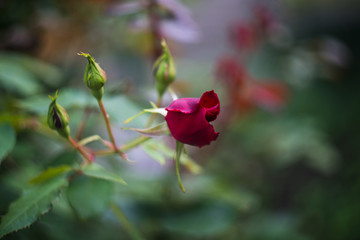 rose buds in the garden, close up