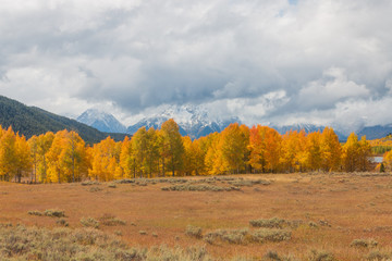 Fototapeta premium Scenic Autumn Landscape in the Tetons