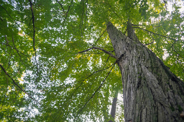 Fototapeta premium large trees in a forest with lush green foliage, view from below