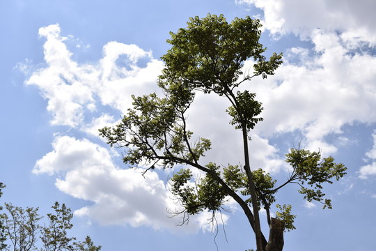 &Aacute;rvore e c&eacute;u a zul com nuvem cumulus
