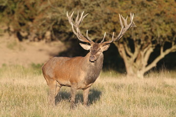 Red deer - Rutting season