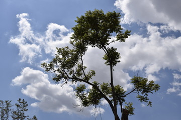 Árvore e céu a zul com nuvem cumulus
