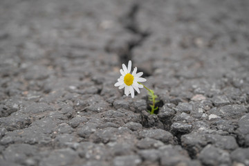 beautiful daisy grows through a crack in the asphalt