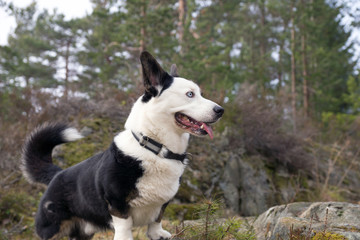 Closeup pet portrait of a beautiful Welsh corgi cardigan with brown eyes and cute ears outdoor in the forest. Pet and friend concept.