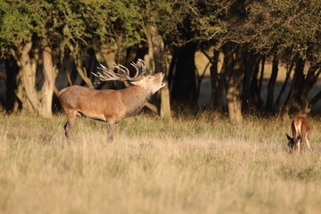 Red deer - Rutting season